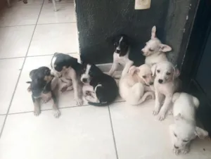 Cachorro raça SRD-ViraLata idade 2 a 6 meses nome sem nome