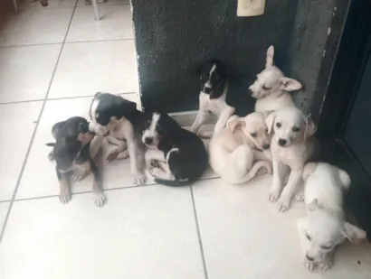 Cachorro raça SRD-ViraLata idade 2 a 6 meses nome sem nome