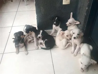 Cachorro raça SRD-ViraLata idade 2 a 6 meses nome sem nome
