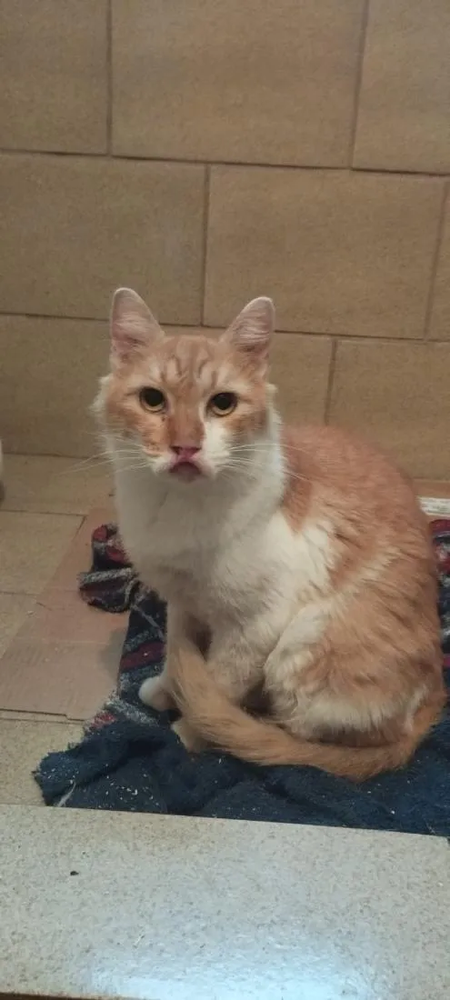 Gato raça SRD-ViraLata idade 7 a 11 meses nome Drica