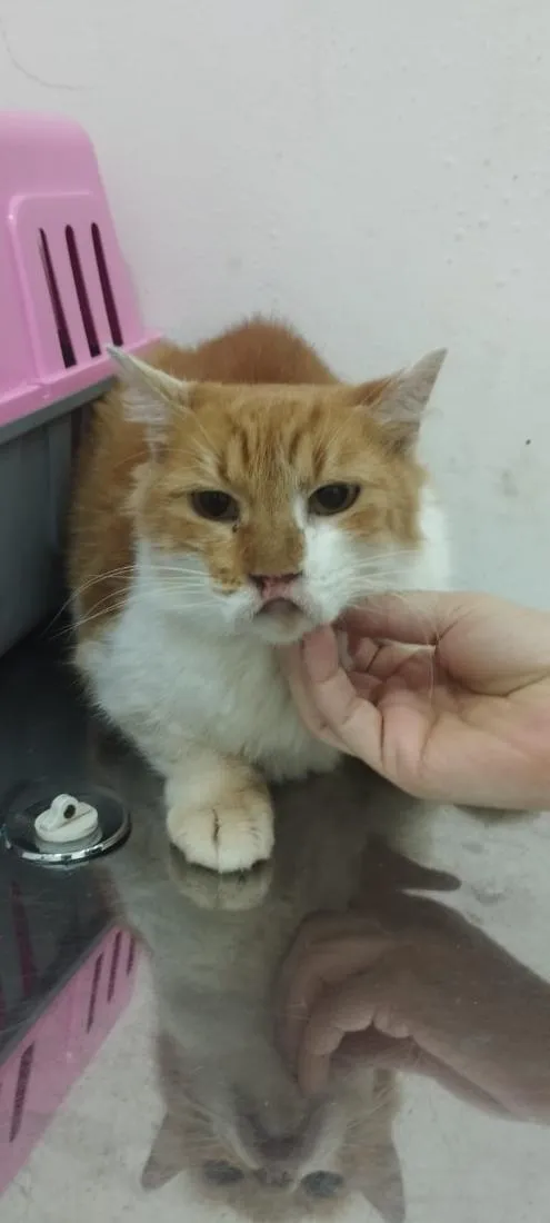 Gato raça SRD-ViraLata idade 7 a 11 meses nome Drica