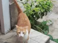 panqueca