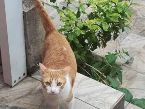 Gato raça SRD-ViraLata idade 2 a 6 meses nome panqueca