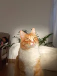 Chiwie