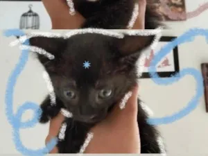Gato raça SRD-ViraLata idade 2 a 6 meses nome não tem nome 