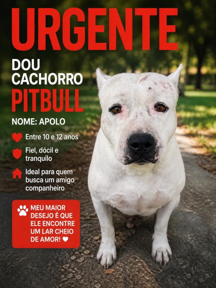 Cachorro raça Pit-Bull idade 6 ou mais anos nome Apolo