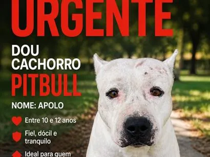 Cachorro raça Pit-Bull idade 6 ou mais anos nome Apolo