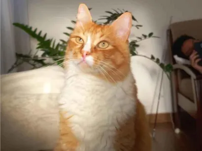 Gato raça SRD-ViraLata idade 6 ou mais anos nome Chiwie