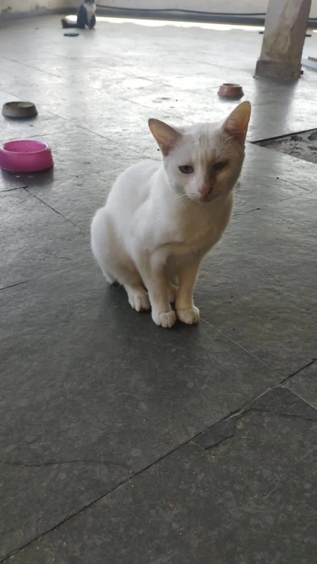 Gato raça SRD-ViraLata idade 7 a 11 meses nome Branquinha 