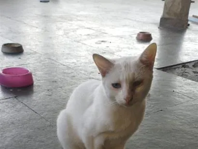 Gato raça SRD-ViraLata idade 7 a 11 meses nome Branquinha 
