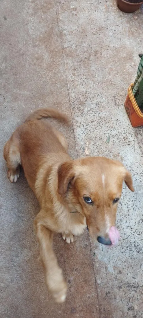 Cachorro raça SRD-ViraLata idade 2 anos nome Fio