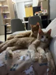 Pipin e Merry