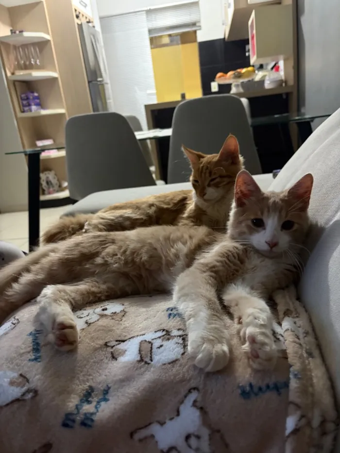 Gato raça SRD-ViraLata idade 2 a 6 meses nome Pipin e Merry