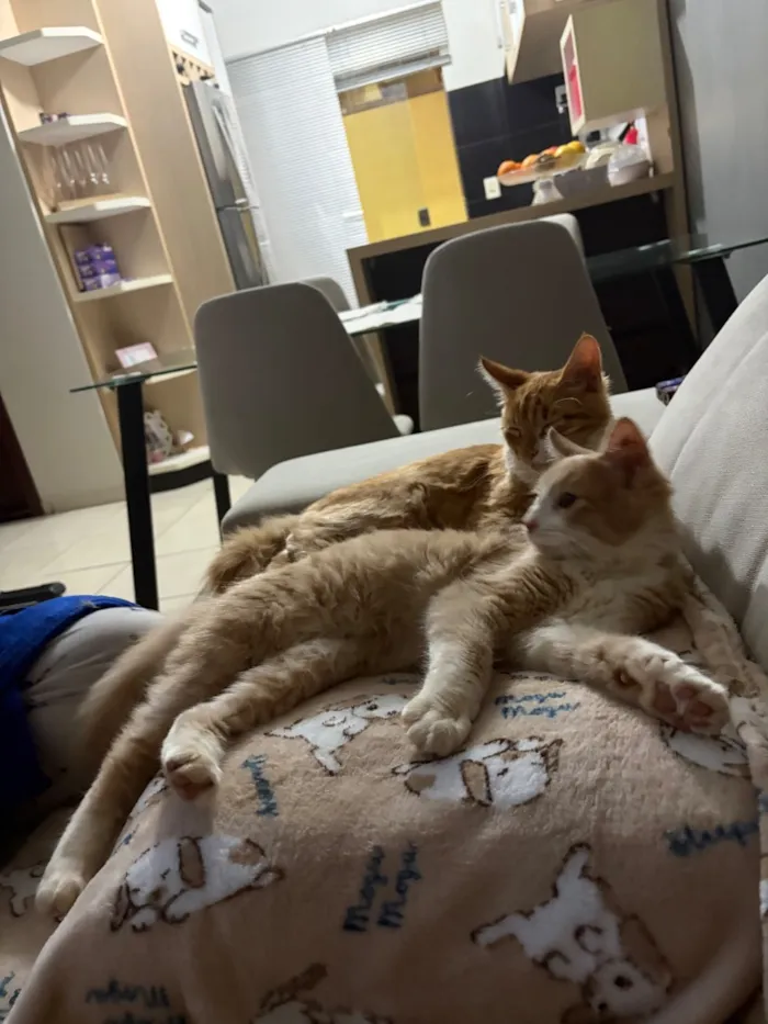 Gato raça SRD-ViraLata idade 2 a 6 meses nome Pipin e Merry