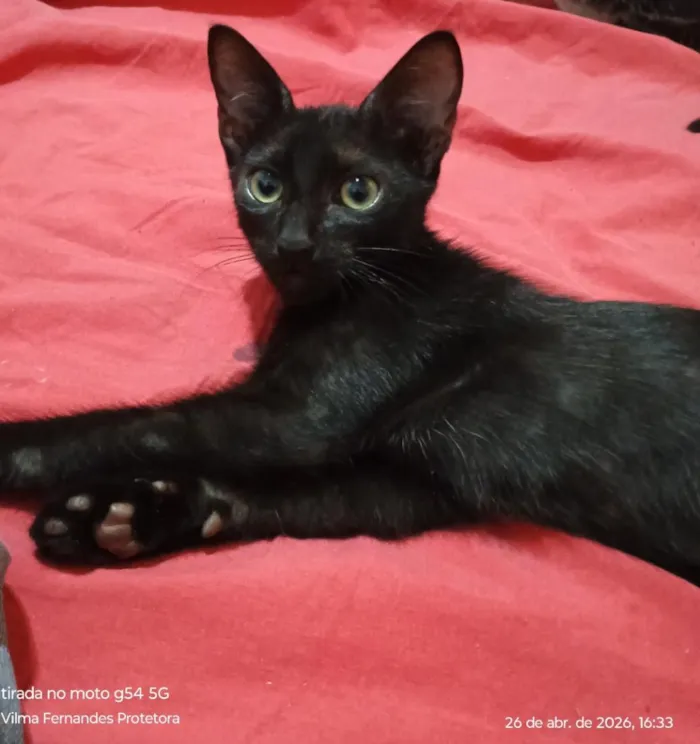 Gato raça SRD-ViraLata idade 2 a 6 meses nome RAFÍ