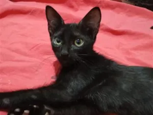 Gato raça SRD-ViraLata idade 2 a 6 meses nome RAFÍ