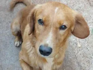 Cachorro raça SRD-ViraLata idade 2 anos nome Fio