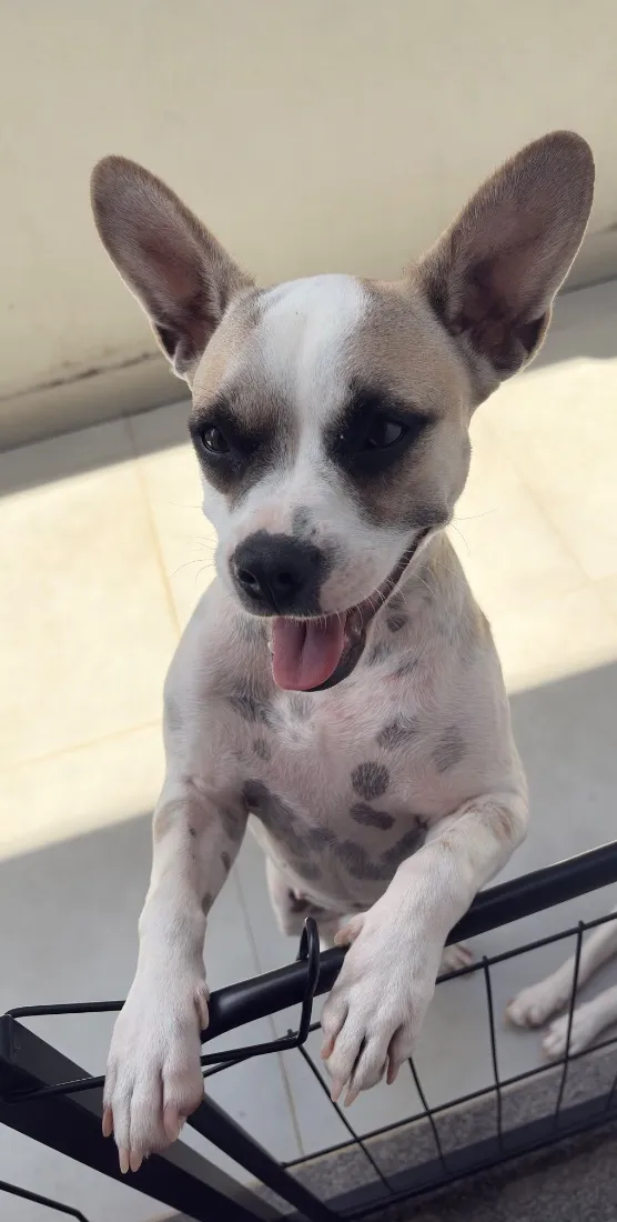 Cachorro raça SRD-ViraLata idade 1 ano nome Lua