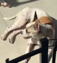Lua