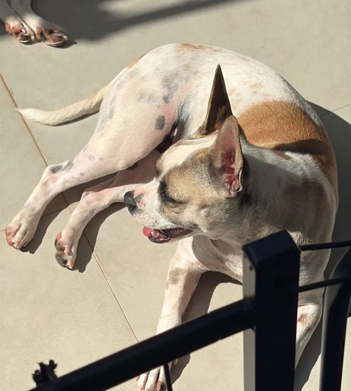 Cachorro raça SRD-ViraLata idade 1 ano nome Lua