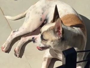 Cachorro raça SRD-ViraLata idade 1 ano nome Lua