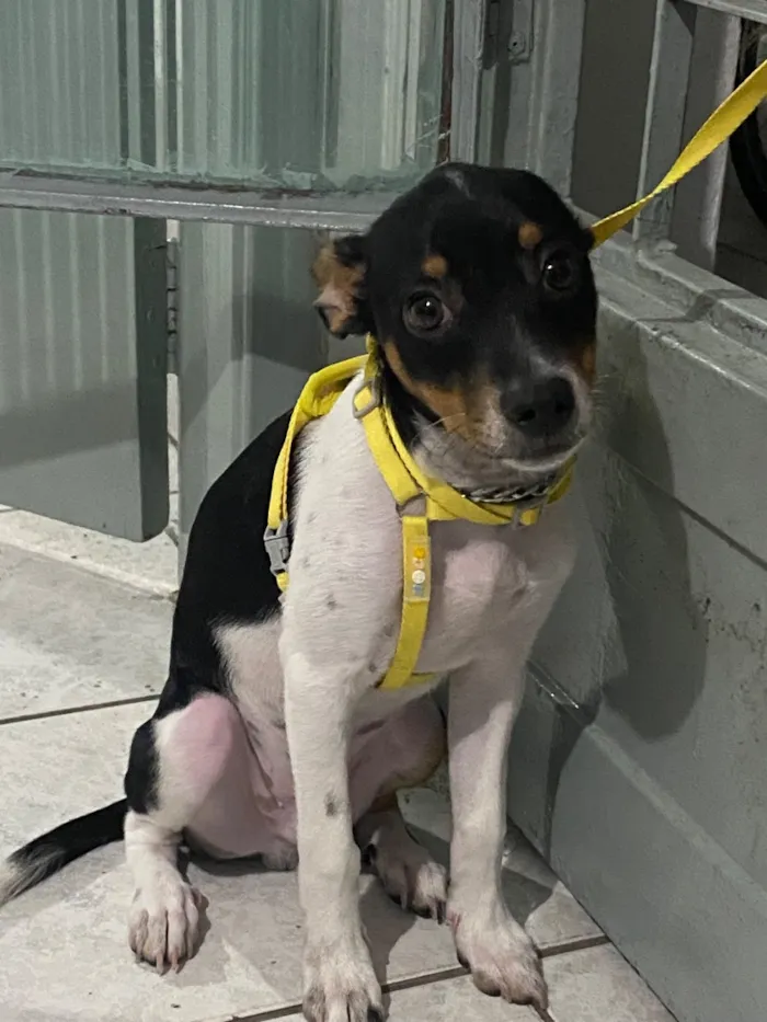 Cachorro raça SRD-ViraLata idade 2 a 6 meses nome Zeca