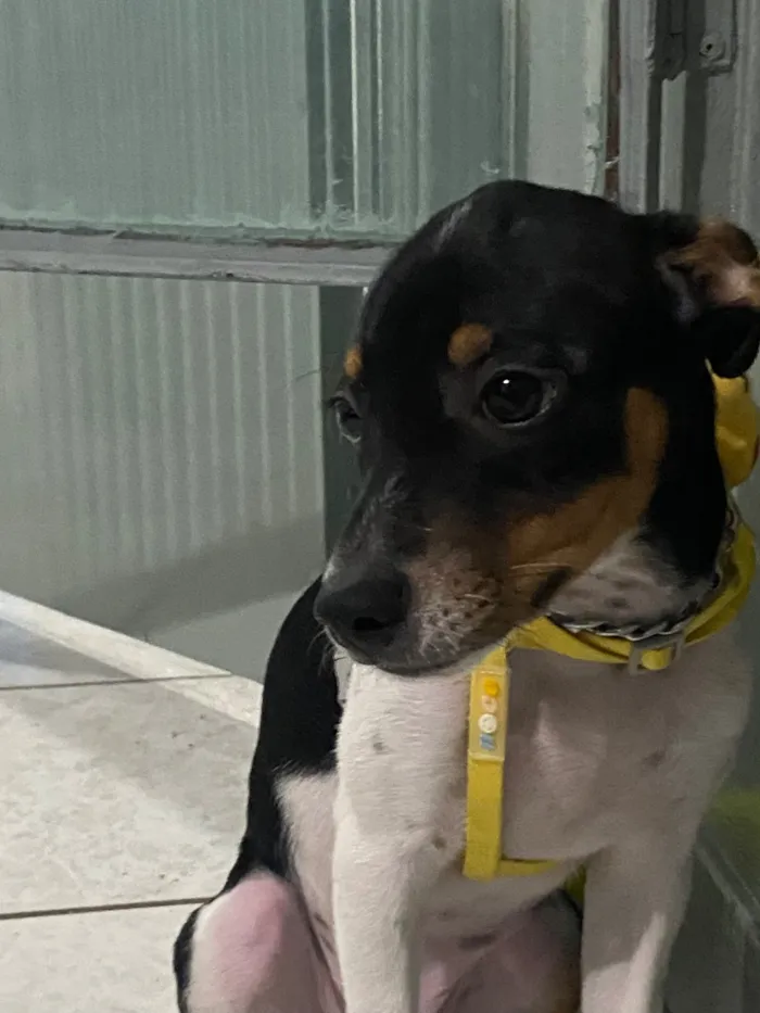 Cachorro raça SRD-ViraLata idade 2 a 6 meses nome Zeca