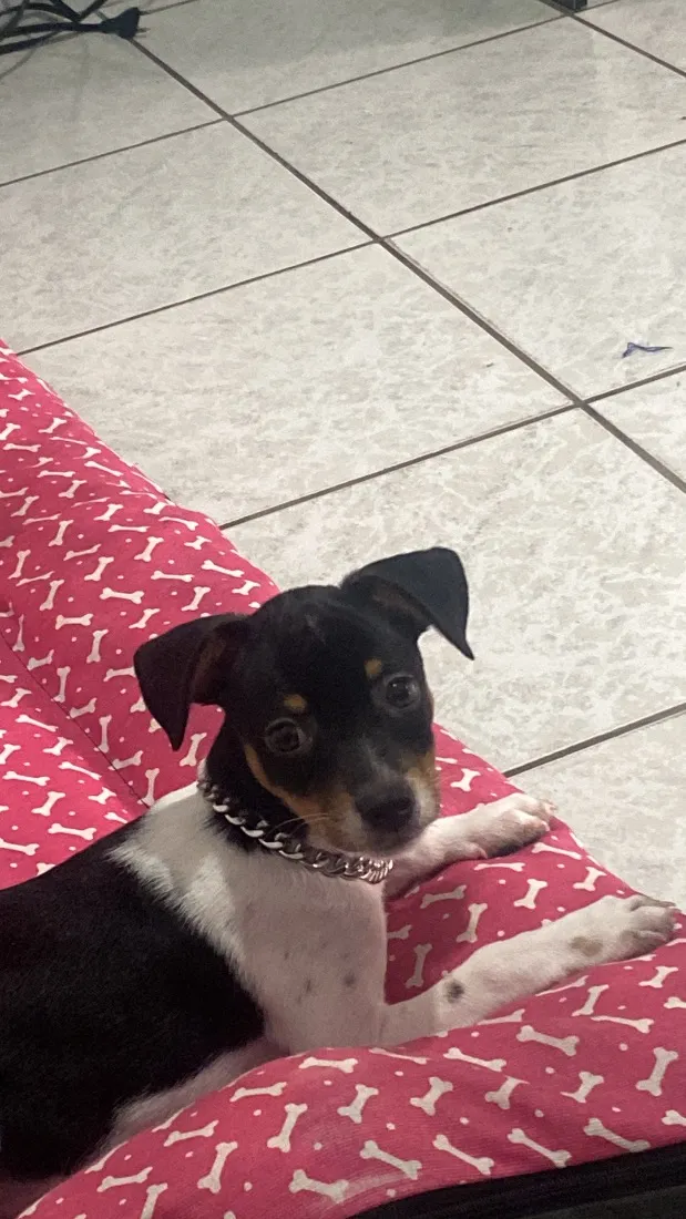 Cachorro raça SRD-ViraLata idade 2 a 6 meses nome Zeca