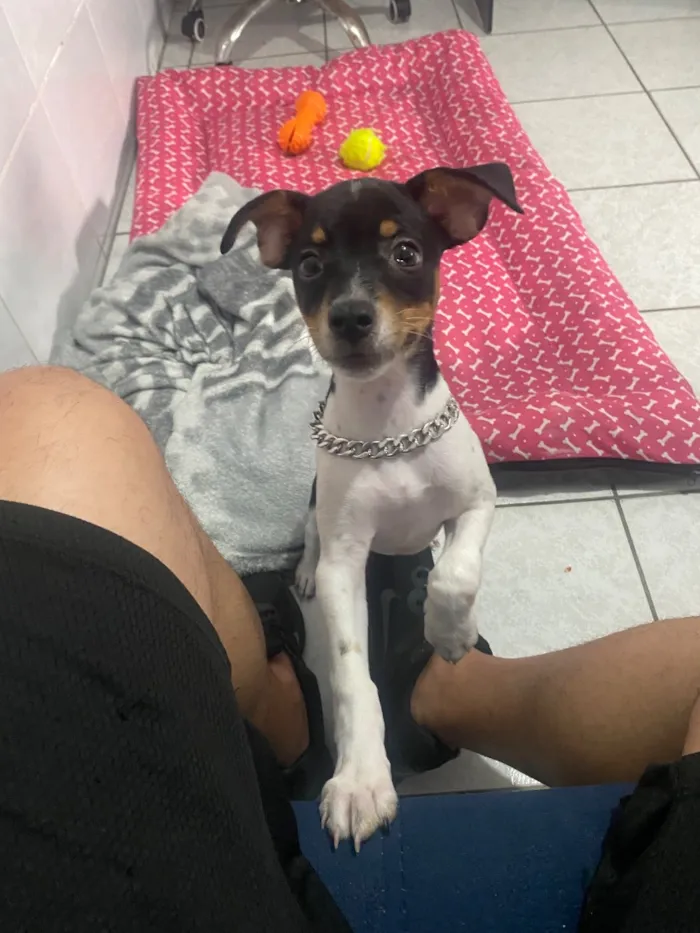 Cachorro raça SRD-ViraLata idade 2 a 6 meses nome Zeca