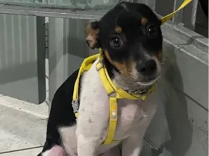 Cachorro raça SRD-ViraLata idade 2 a 6 meses nome Zeca