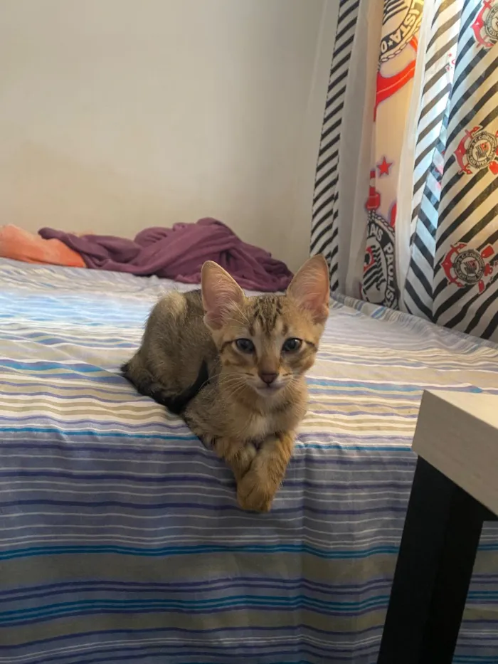 Gato raça SRD-ViraLata idade 2 a 6 meses nome Puma
