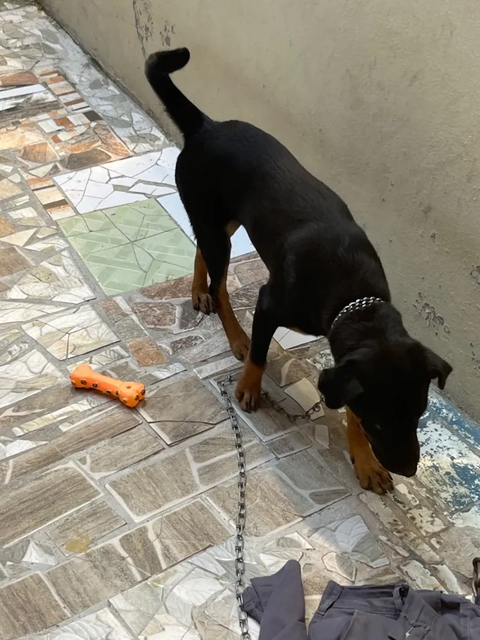 Cachorro raça SRD-ViraLata idade 2 a 6 meses nome Ted
