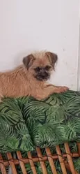 Lily