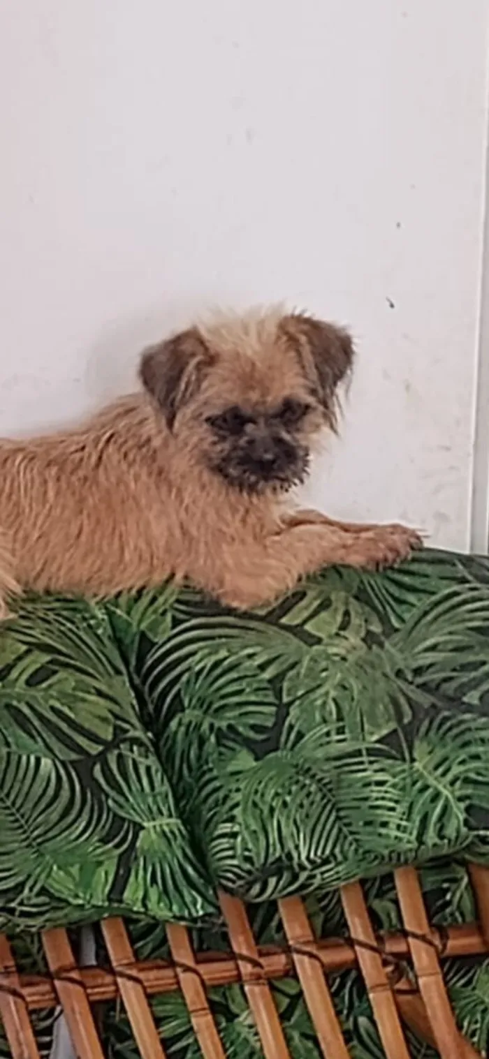 Cachorro raça SRD-ViraLata idade 2 anos nome Lily