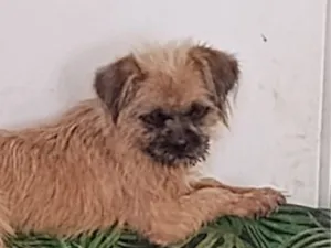 Cachorro raça SRD-ViraLata idade 2 anos nome Lily