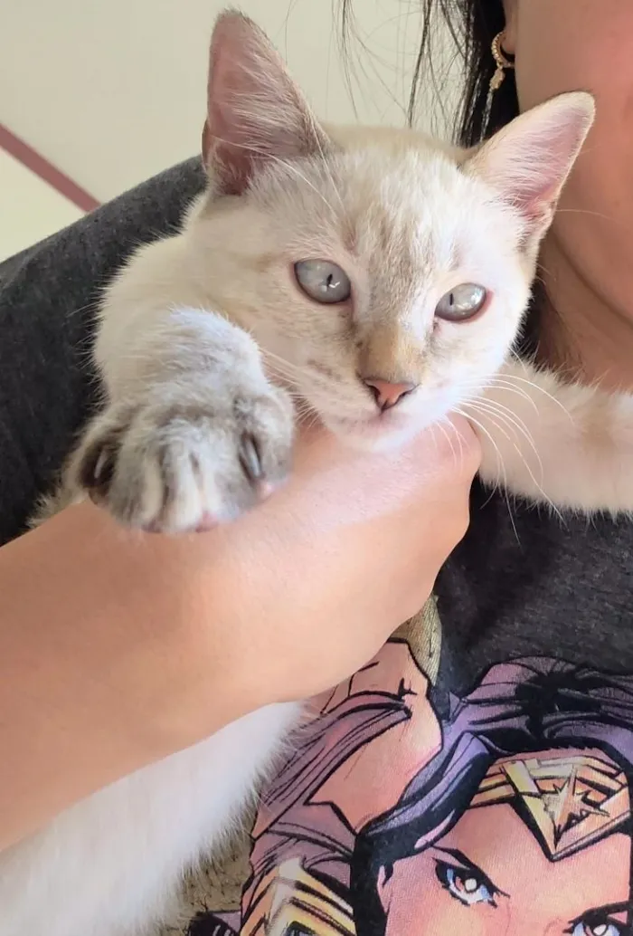 Gato raça SRD-ViraLata idade 2 a 6 meses nome Mika