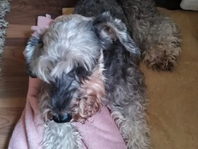 Cachorro raça Schnauzer idade 6 ou mais anos nome Sofia