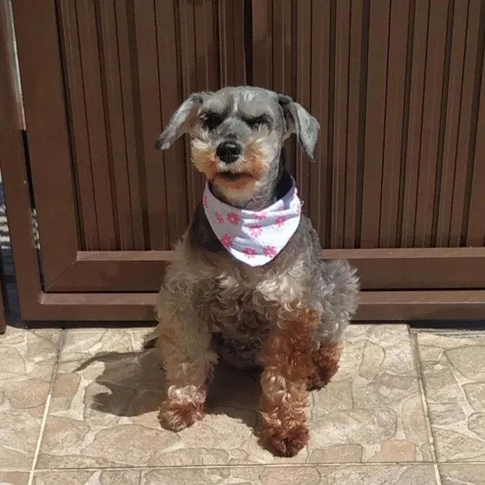 Cachorro raça Schnauzer idade 6 ou mais anos nome Sofia