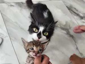 Gato raça SRD-ViraLata idade Abaixo de 2 meses nome gato