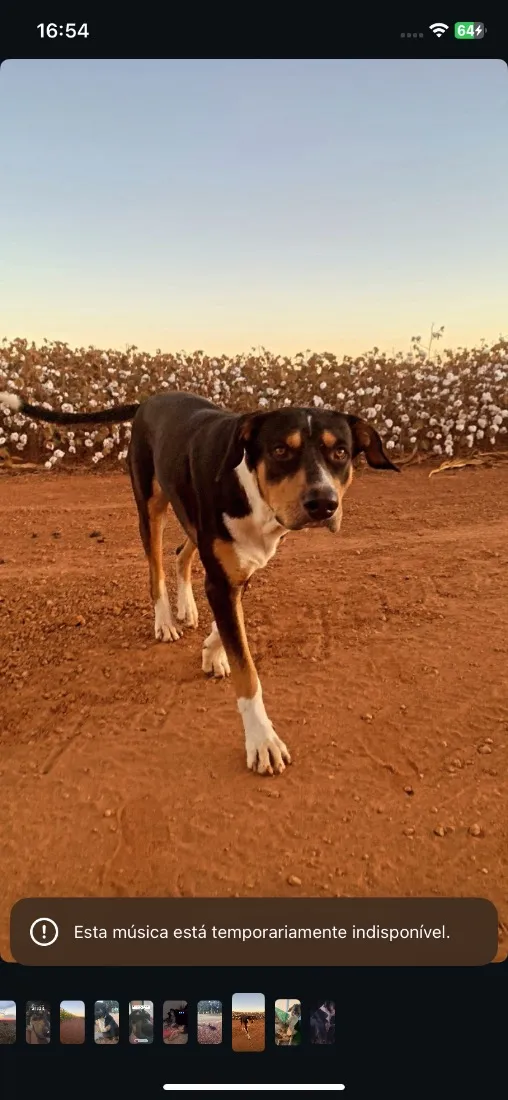 Cachorro raça SRD-ViraLata idade 3 anos nome Coringa 
