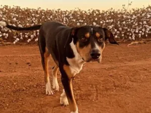 Cachorro raça SRD-ViraLata idade 3 anos nome Coringa 