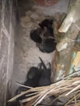 filhotes de gato