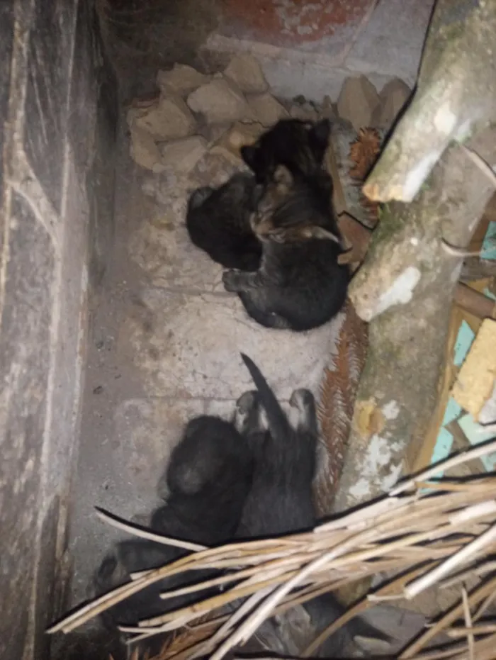 Gato raça SRD-ViraLata idade Abaixo de 2 meses nome filhotes de gato