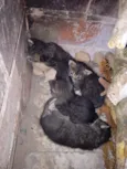 filhotes de gato