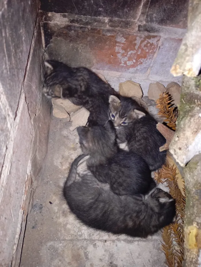 Gato raça SRD-ViraLata idade Abaixo de 2 meses nome filhotes de gato