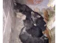 filhotes de gato