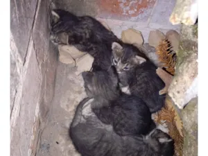 Gato raça SRD-ViraLata idade Abaixo de 2 meses nome filhotes de gato