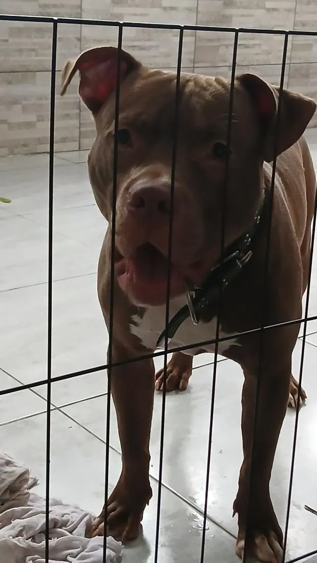 Cachorro raça Pit-Bull idade 2 anos nome Luck