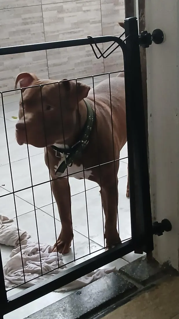 Cachorro raça Pit-Bull idade 2 anos nome Luck