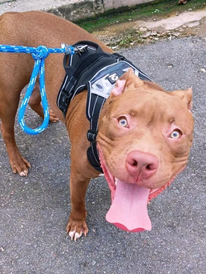 Cachorro raça Pit-Bull idade 2 anos nome Luck